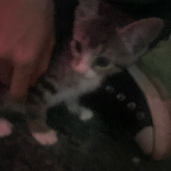 Meet your Posher, Kay - Picture 1 of 1